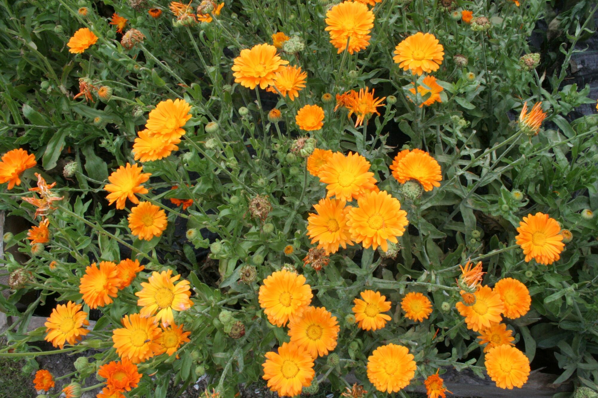 Calendula